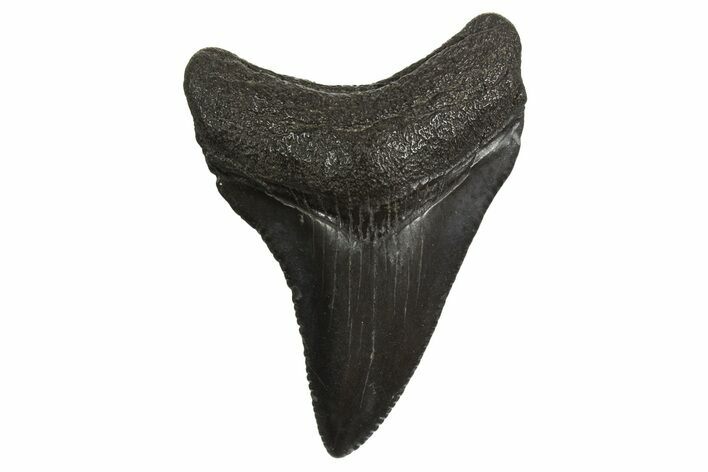 Juvenile Megalodon Tooth - South Carolina #340586